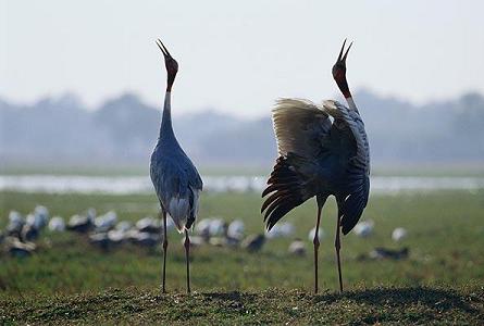 kevladev ghana bird sancturary